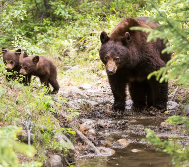 Wild black bears. Nature, fauna