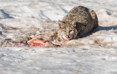 Vahşi vaşak. Doğa, fauna     