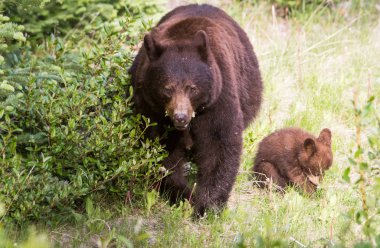 Wild black bears. Nature, fauna