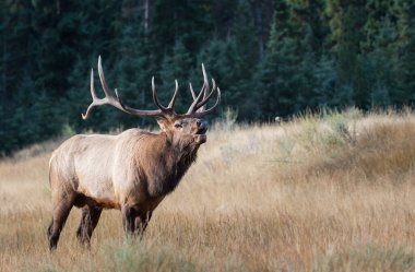 Vahşi geyik, hayvan. Doğa, fauna