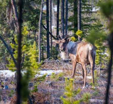 Dağ ren geyiği vahşi doğada