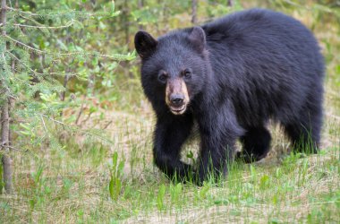 Vahşi kara ayı. Doğa, fauna