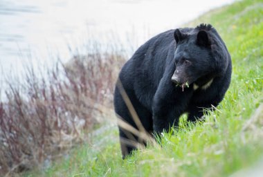 Vahşi kara ayı. Doğa, fauna