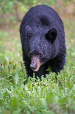 Vahşi kara ayı. Doğa, fauna