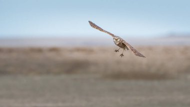 Baykuş vahşi, hayvan. Doğa, fauna