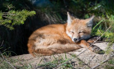 Kızıl tilki, hayvan. Doğa, fauna