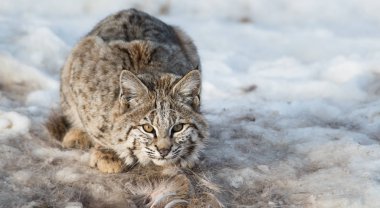 Vahşi vaşak. Doğa, fauna     