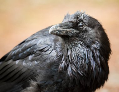 Vahşi doğada sıradan bir kuzgun