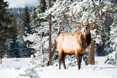 Vahşi geyik, hayvan. Doğa, fauna