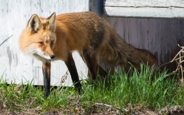 Kızıl tilki, hayvan. Doğa, fauna
