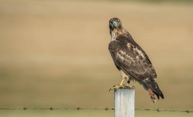 Vahşi yaşam, şahin, kuş. Doğa, fauna