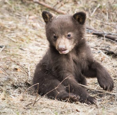 Vahşi kara ayı. Doğa, fauna