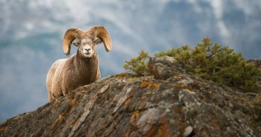 Vahşi bighorn koçu, hayvan. Doğa, fauna       