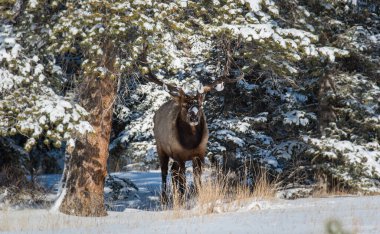 Wild bull elk. Nature, fauna    