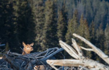 Wild bull elk. Nature, fauna 