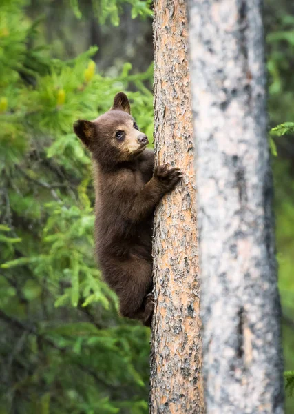 Wilde Zwarte Beer Natuur Fauna — Stockfoto