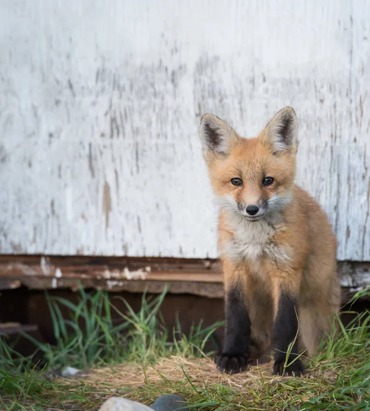 Kızıl Tilki Hayvan Doğa Fauna — Stok fotoğraf