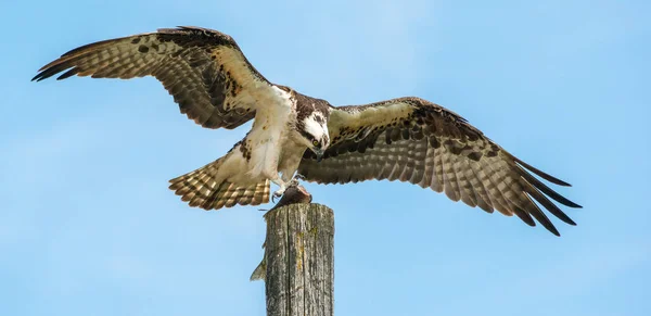 Pájaro Salvaje Animal Naturaleza Fauna — Foto de Stock