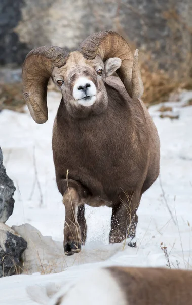 Wilde Bighorn Ram Dier Natuur Fauna — Stockfoto