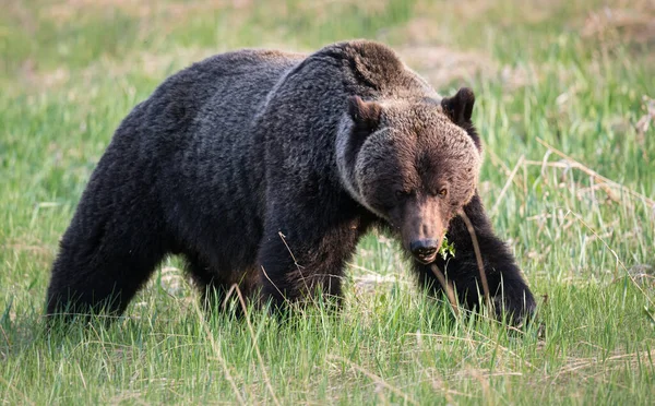 Urso Pardo Selvagem Natureza Fauna — Fotografia de Stock