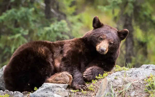 Orso Nero Selvatico Natura Fauna — Foto Stock