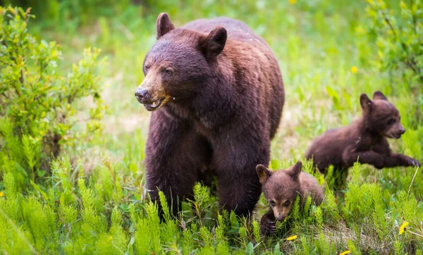 Wild Black Bears Nature Fauna — Stockfoto