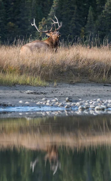 Alce Estado Selvagem Animal Natureza Fauna — Fotografia de Stock