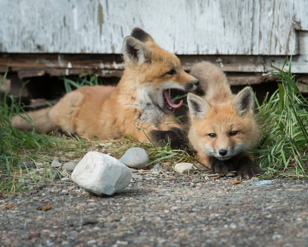 Röda Rävar Djur Natur Fauna — Stockfoto