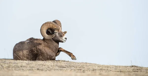 野生のビッグホーン ラム動物自然 — ストック写真
