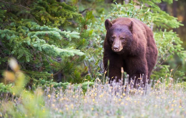 Orso nero — Foto Stock