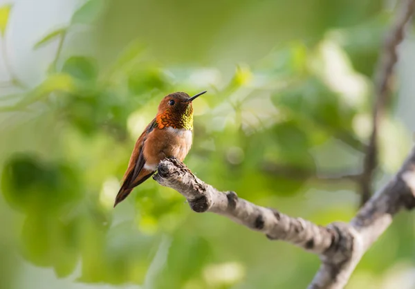 Kolibri Vild Fågel Natur Fauna — Stockfoto
