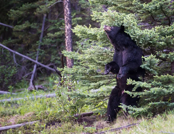 블랙 곰 — 스톡 사진