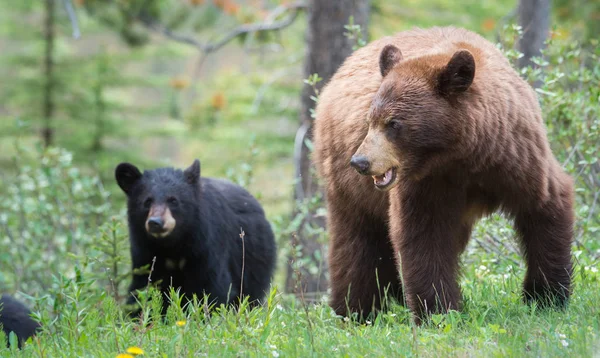 Wild Black Bears Nature Fauna — Stok fotoğraf