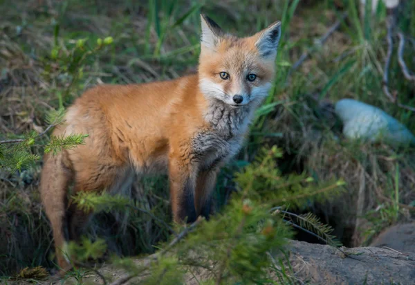 Volpe Rossa Animale Natura Fauna — Foto Stock