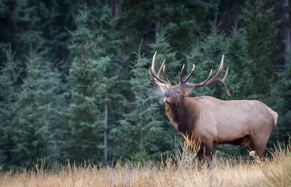 Alce Estado Selvagem Animal Natureza Fauna — Fotografia de Stock