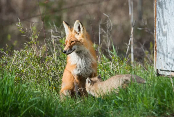 Czerwone Lisy Zwierzęta Natura Fauna — Zdjęcie stockowe