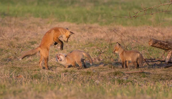 Red Foxes Animals Nature Fauna — 스톡 사진