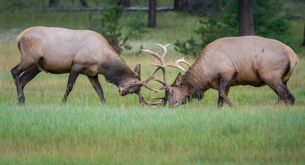 Wild Bull Elks Nature Fauna — Stock Photo, Image