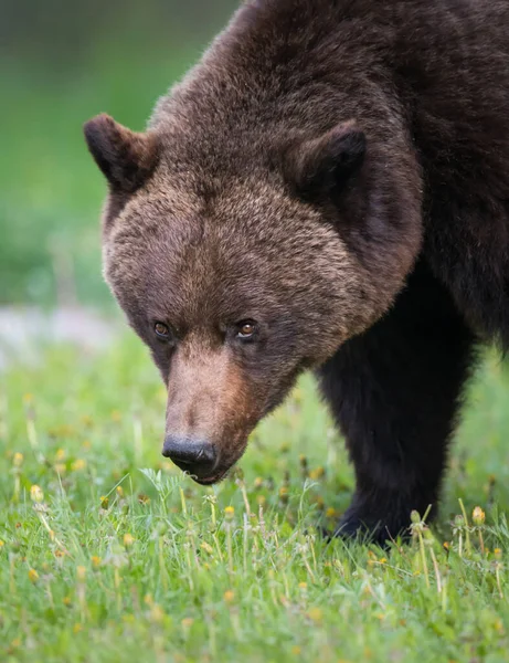 野生灰熊 — 图库照片