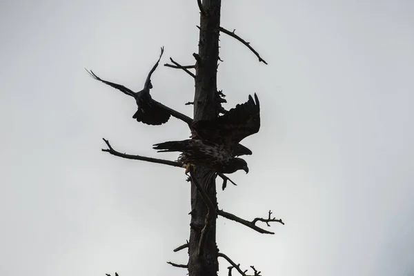 Korpar Naturen — Stockfoto