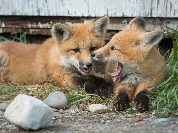 Κόκκινες Αλεπούδες Ζώα Φύση Πανίδα — Φωτογραφία Αρχείου
