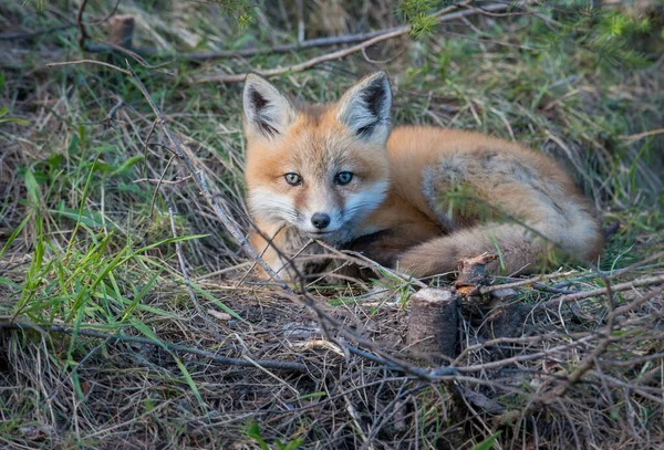 Renard Roux Animal Nature Faune — Photo