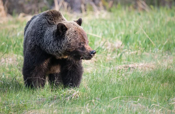 Orso Grizzly Selvatico Natura Fauna — Foto Stock