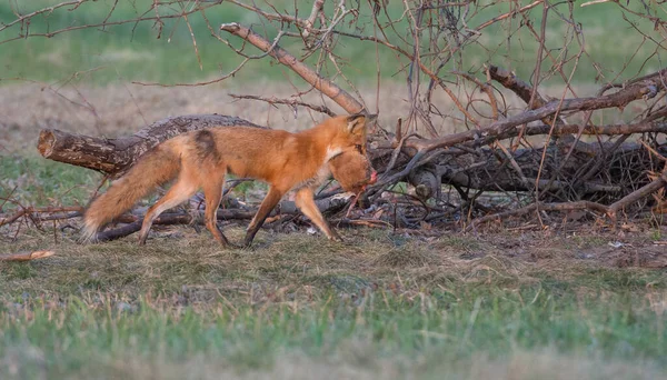 Renards Roux Animaux Nature Faune — Photo