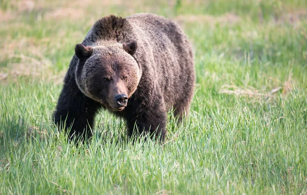 Grizzli Sauvage Nature Faune — Photo
