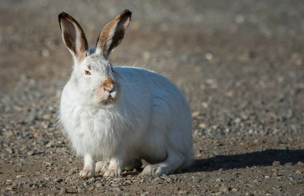 Jack rabbit in the city