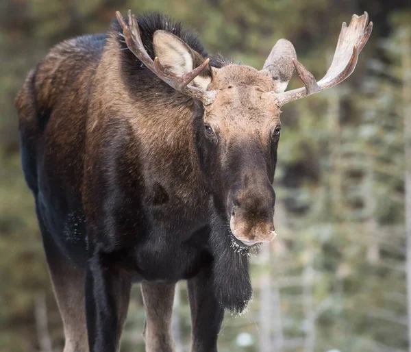 Toro Alce Estado Salvaje Animales Fauna — Foto de Stock