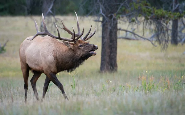 Wapiti Sauvage Animal Nature Faune — Photo