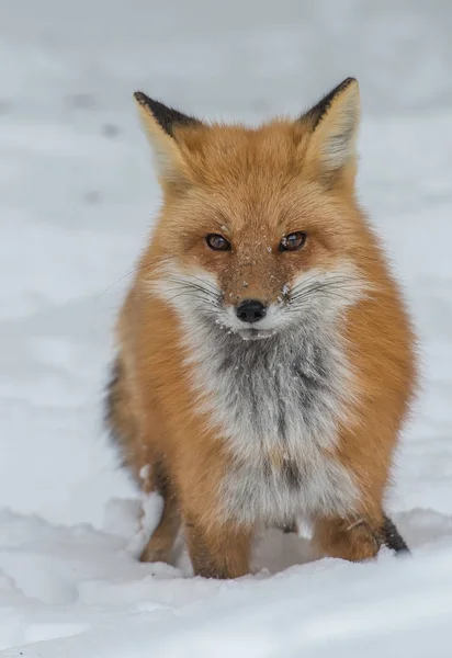 Red Fox Animal Nature Fauna — Stock Photo, Image