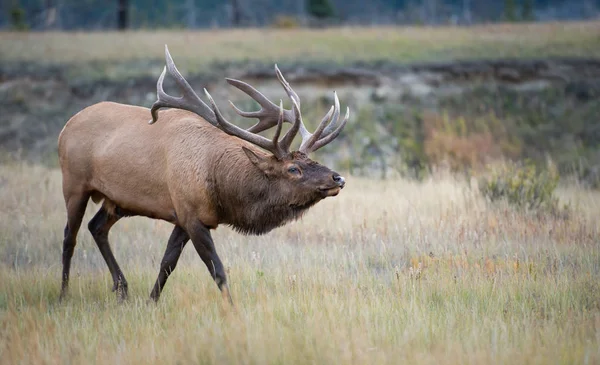 Elk Het Wild Dier Natuur Fauna — Stockfoto